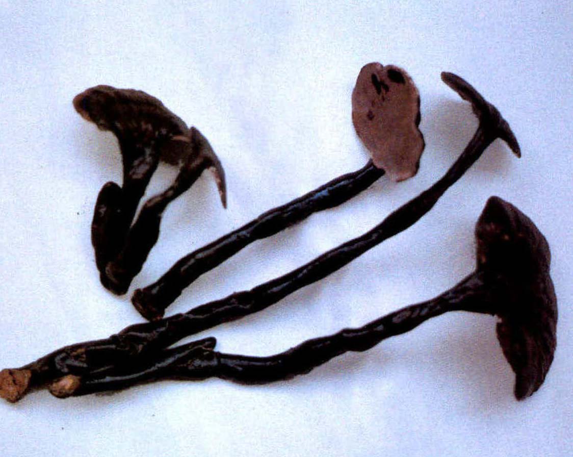 Ganoderma calidophilum Zhao，Xu et Zhang